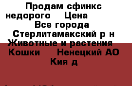 Продам сфинкс недорого  › Цена ­ 1 000 - Все города, Стерлитамакский р-н Животные и растения » Кошки   . Ненецкий АО,Кия д.